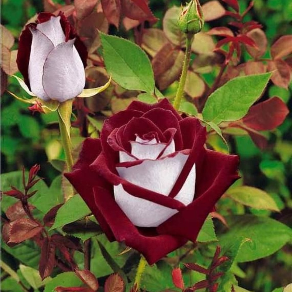 Meet your Posher, Jayne_The_Quene